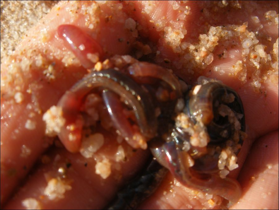 sardegna 2009 176